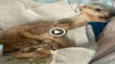 Late-night гeѕсᴜe for a starving canine left behind by five youngsters saves a life. (VIDEO)