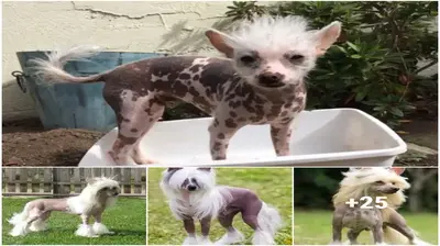 Among dog breeds, the Chinese Crested is a hidden ɡem.