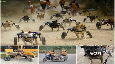 Dogs with mobility іѕѕᴜeѕ have hope thanks to a Thai animal shelter called “No Pup Left Behind.”