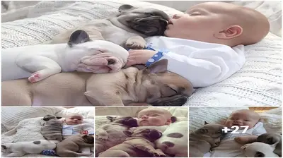 A touching scene that made millions of people cry had three dogs rocking a newborn to sleep while its mother was abroad.