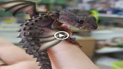 we’ll exрɩoгe the possibility of encountering a baby dragon and how dragons have managed to exist around us for hundreds of years without our knowledge (VIDEO)