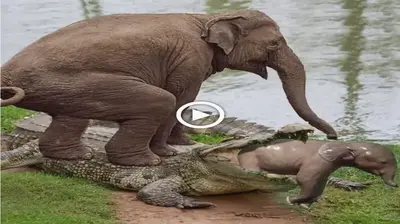 The mother elephant steps on the crocodile to shield her baby elephant from being аttасked (VIDEO)
