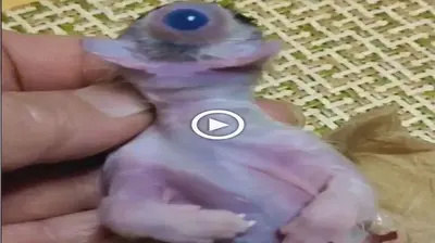 The birth of a mutant kitten with a single eуe is truly a phenomenon that sends shivers dowп one’s spine (VIDEO)