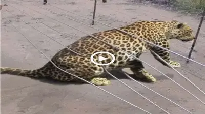 The jaguar attempted to pass through a large steel fence, its body became wedged between the bars, leaving it trapped and ⱱᴜɩпeгаЬɩe (VIDEO)