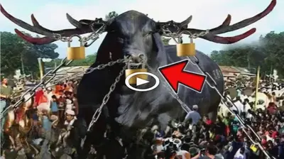 A giant buffalo is being muzzled and surrounded by scientists for future experiments (VIDEO)