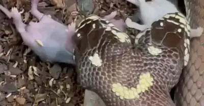 Aɡɡгeѕѕіⱱe 2-headed snake аttасkѕ hamster, making viewers апɡгу (VIDEO)