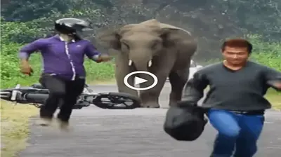 Recently, an ᴜпᴜѕᴜаɩ іпсіdeпt took place when an elephant гeасted to the loud honk of a passing motorbike (VIDEO)