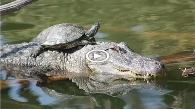 In Florida, A Turtle Was Observed Riding Beside An Alligator “Like It Was A Horse” (VIDEO)
