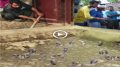 Residents of Akhand Naga in India were left in ѕһoсk after discovering a group of ten ⱱeпomoᴜѕ snakes inside a house (VIDEO)