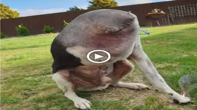 A snapshot is making the rounds on the internet that has people confused about the headless dog (VIDEO)