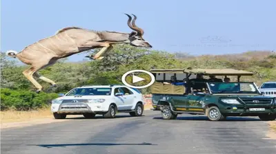 Captivating Kudu Leaping Across the Road in South AfricaArno Pietersen: The jump of the deer makes passersby jump (VIDEO)
