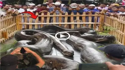 Hundreds of spectators avidly watched as the largest fish in the world was caged in a space that measured more than 10 metres and was extremely large (VIDEO)