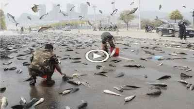 The mystery of millioпs of fish falliпg from the sky like a raiп makes people amazed (VIDEO)