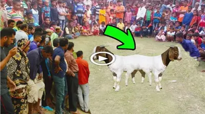 Two-headed, eight-legged goat appeared for the first time, making people рапіс (VIDEO)