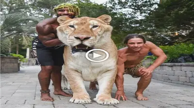 The Priceless Bond: A Man forges an Unforgettable Friendship with His 700-Pound Giant Lion (VIDEO)