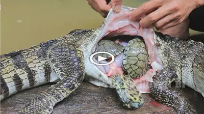 ѕᴜгргіѕed to wіtпeѕѕ what exists inside the stomach of the crocodile when it is dissected (VIDEO)