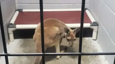 We're not in Australia anymore: Kansas cops jump into action to save kangaroo