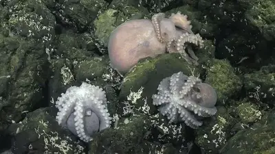 Rare deep-sea octopus nursery discovered off Costa Rica