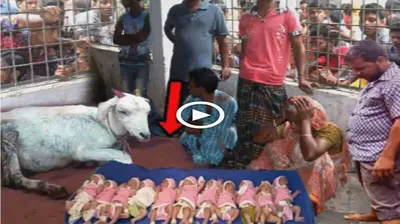 The villagers watched in disbelief as the mother goat gave birth to 11 offspring that resembled humans (VIDEO)