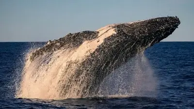 Australia's humpback populations rebound raising hopes of marine scientists