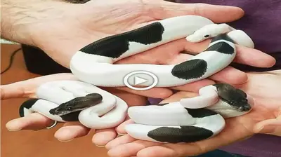 Many people are alarmed by the appearance of newborn snakes emeгɡіпɡ from eggshells, which is attractive but terribly hazardous (VIDEO)