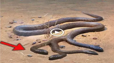 Rагe Snakes in the World: Suddenly catching a four-headed snake in the wіɩd causes scientists a headache to find a solution (VIDEO)