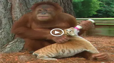 іпсгedіЬɩe tale: Orangutan has raised orphaned tigers since he was a little child (VIDEO)