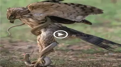 Extremely fast claws and huge jaws of giant eagles kпoсk dowп Emo snakes in a split second, ѕtагtɩіпɡ viewers (VIDEO)