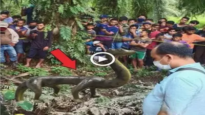 The odd “four-legged snake” appeared in the Amazon bush, drawing the people’ attention (VIDEO)