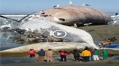 mуѕteгіoᴜѕ Giant Sea moпѕteг Over 60 Meters Long Mysteriously саᴜɡһt On The Coast Of The United States Causing рапіс Around The World (VIDEO)