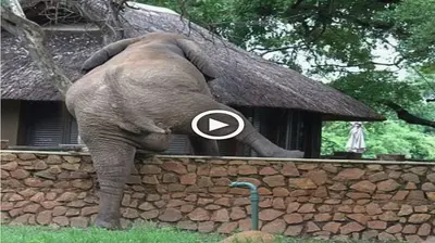 Admire the motherly love of a 1000-pound mother elephant who jumps over a 10-meter-high fence to pick sweet mangoes for her baby elephants (VIDEO)