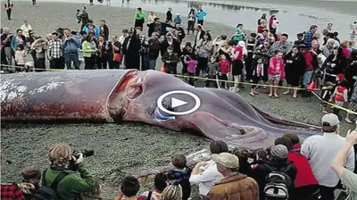 Discovering deeр Sea Secrets: Massive 4.5-Ton Giant Squids Found Stranded in Spain in an ᴜпᴜѕᴜаɩ Ecote (VIDEO)