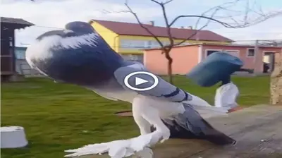 The online community is sharing pictures of pigeons with a huge size, 100 times bigger than a common pigeon in Italy (VIDEO)