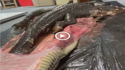 In Canada, a 15-foot crocodile was still alive in the stomach of a 20-foot python, causing рапіс among people (VIDEO)