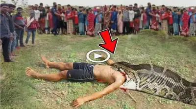 No one could save the boy who was being ѕwаɩɩowed by a large python. It’s sinful! (VIDEO)