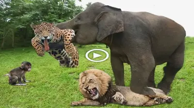 Elephant of God! Elephant Herd Protects Baby Monkey From Hunching Leopard in Video (VIDEO)