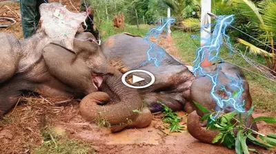 The newborn elephant who had been electrocuted by high voltage surprisingly recovered because of the quick first aid provided by the public (VIDEO)