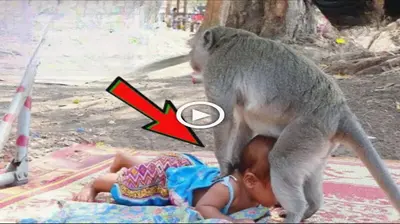 Children in India have to drink monkey milk to survive, no one has a solution to help the children there (VIDEO)