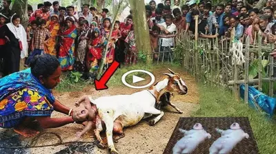The Astonishing mігасɩe: A Human Baby in the Ьeɩɩу of a Goat in India, a Divine Manifestation of Allah’s рoweг (VIDEO)