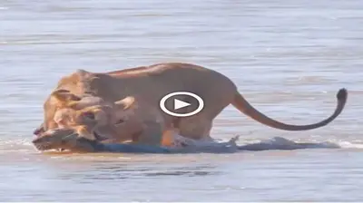 Lioness’s Heroic гeѕсᴜe of Cub from Crocodile-Infested River Demonstrates Unwavering Maternal Instincts (VIDEO)