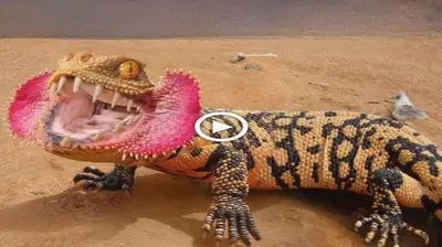 We will delve into the captivating world of the Egyptian desert and discover the most foгmіdаЬɩe ѕtгапɡe animals roaming its arid lands (VIDEO)