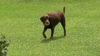 Meet the chocolate Labrador behind the arrest of fugitive Michael Burham