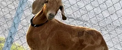 Avid search for missing Texas rodeo goat bringing residents of a small rural county together