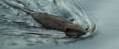 California aims to tap beavers, once viewed as a nuisance, to help with water issues and wildfires
