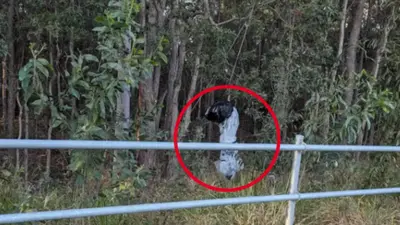 ‘Feeling for the paramedics’: Sinister find in Brisbane bushland slammed
