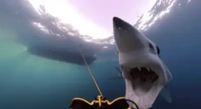 Mako Shark attacks research submersible in Rhode Island waters (video)