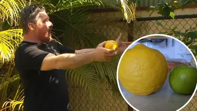 Brisbane Italian immigrant sings to grow massive lemons. His musical move may be scientifically sound