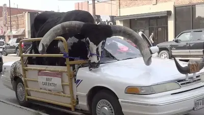 Police stop Nebraska man for bucking the law with a bull riding shotgun in his car