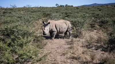 South African conservation NGO to release 2,000 rhinos into the wild