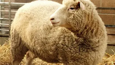 Ian Wilmut, British scientist who led team that cloned Dolly the Sheep, dies at 79
